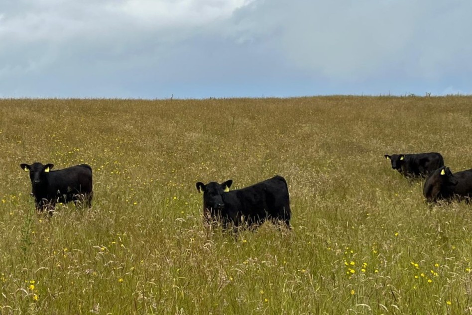 Spring calves at Peelham Farm