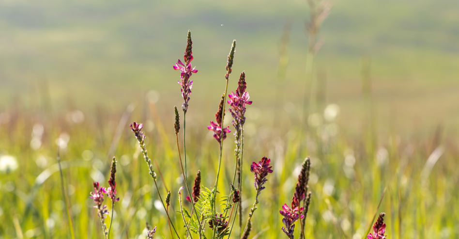 Sainfoin in a diverse sward